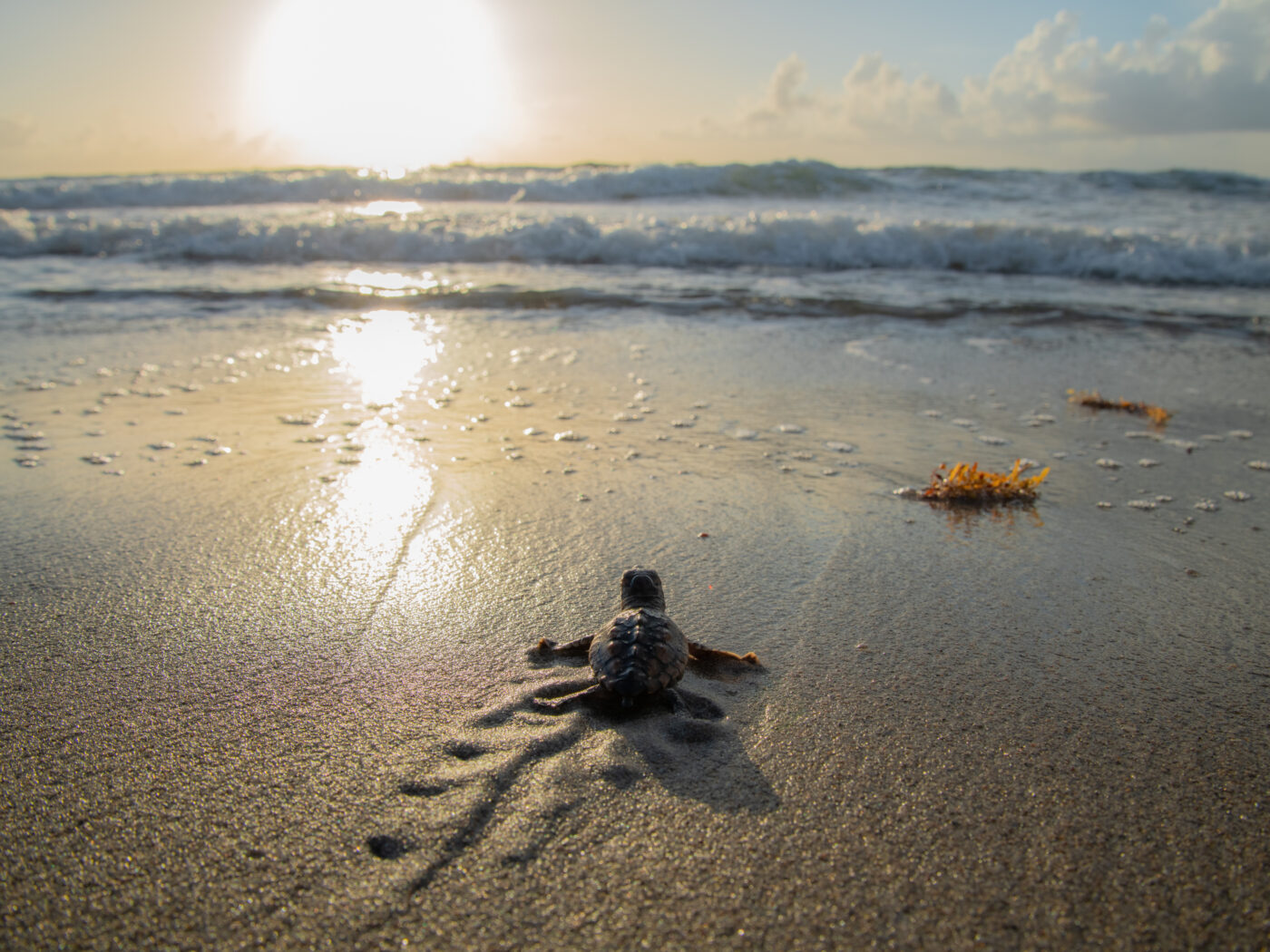 Loggerhead turtle making its way to the atlantic boa vista cape verde