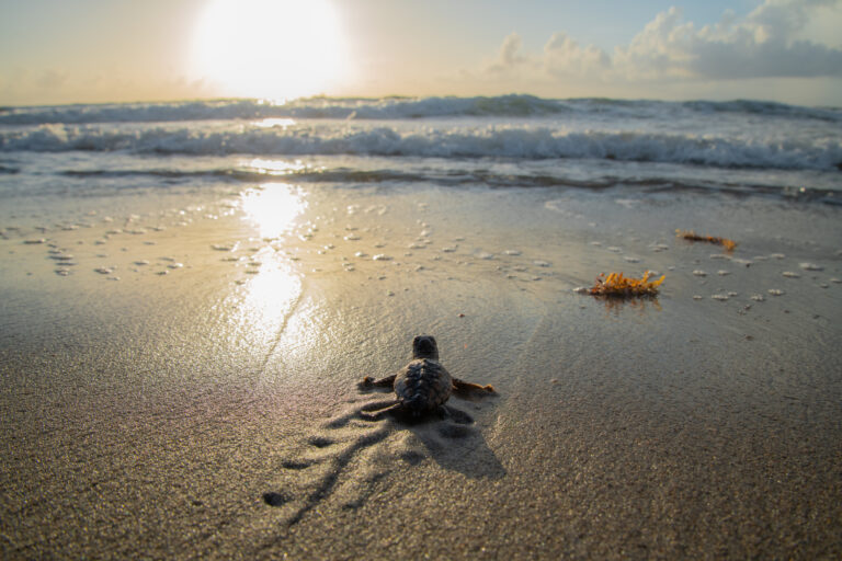 Loggerhead turtle making its way to the atlantic boa vista cape verde